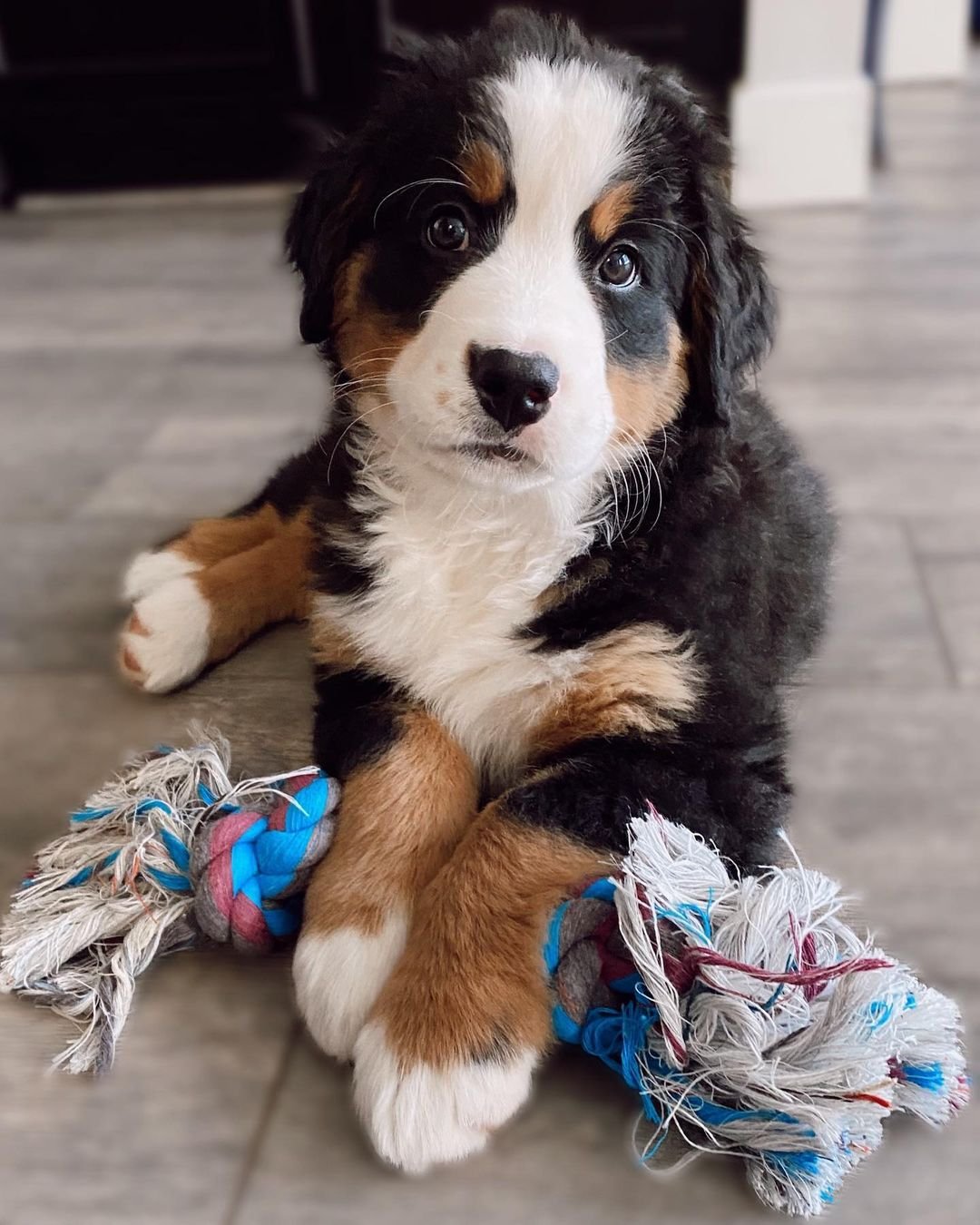 bernese mountain dog puppy for sale near me