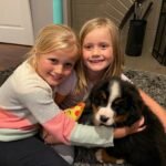 bernese mountain dog puppies for sale in pa