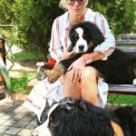 bernese mountain dog puppy for sale near me