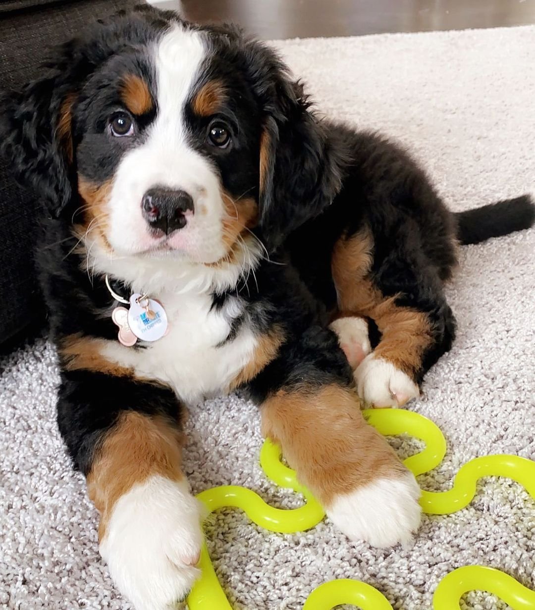 cheap bernese mountain dog puppies for sale