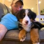 bernese mountain dog puppy for sale