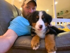 bernese mountain dog puppy for sale