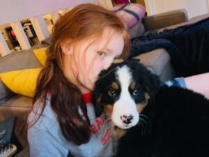 cheap bernese mountain dog puppies for sale