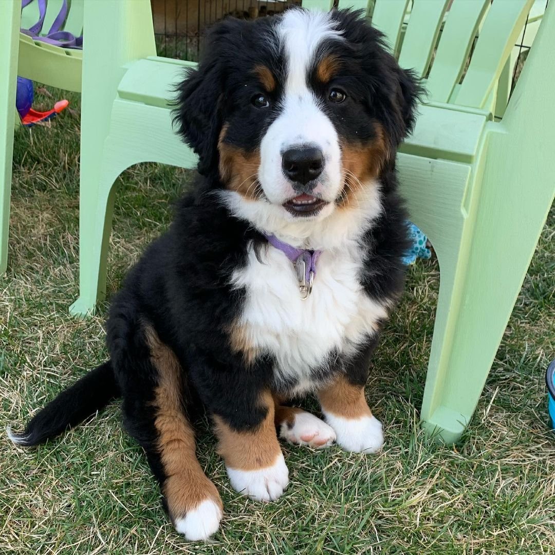 bernese mountain dog puppies for sale near me