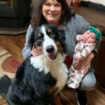 bernese mountain dog puppies for sale washington state