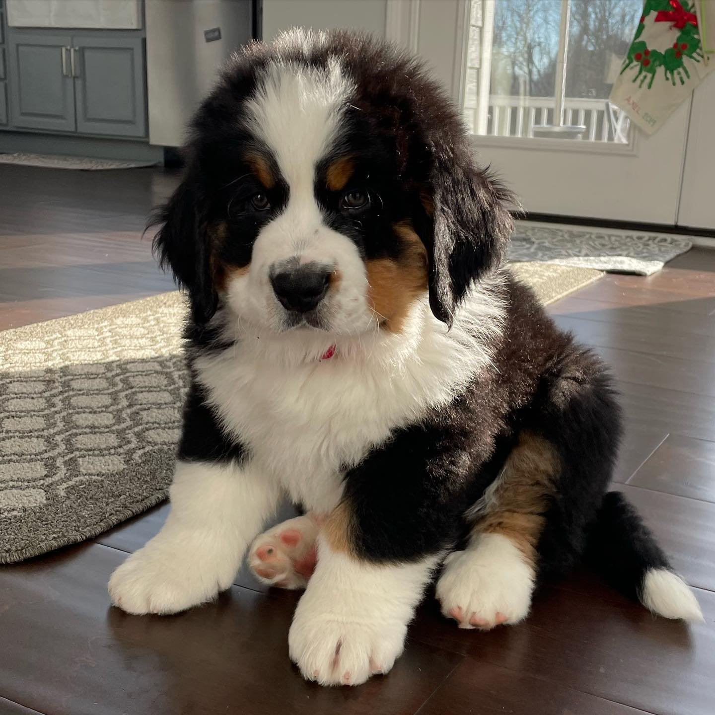 bernese mountain dog puppy for sale