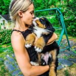 bernese mountain dog puppies for sale