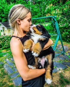 bernese mountain dog puppies for sale