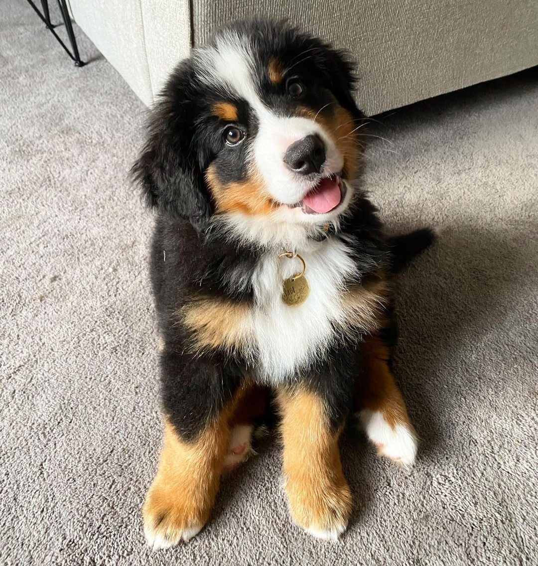 bernese mountain dog puppies for sale washington state